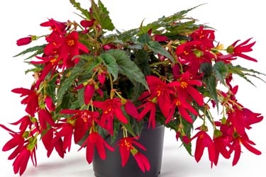 Begonia Waterfall Beauvilia Variety Red Thumbnail.jpg